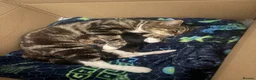 Mixed Breed cats for sale: Kittens for sale  - Advert 1