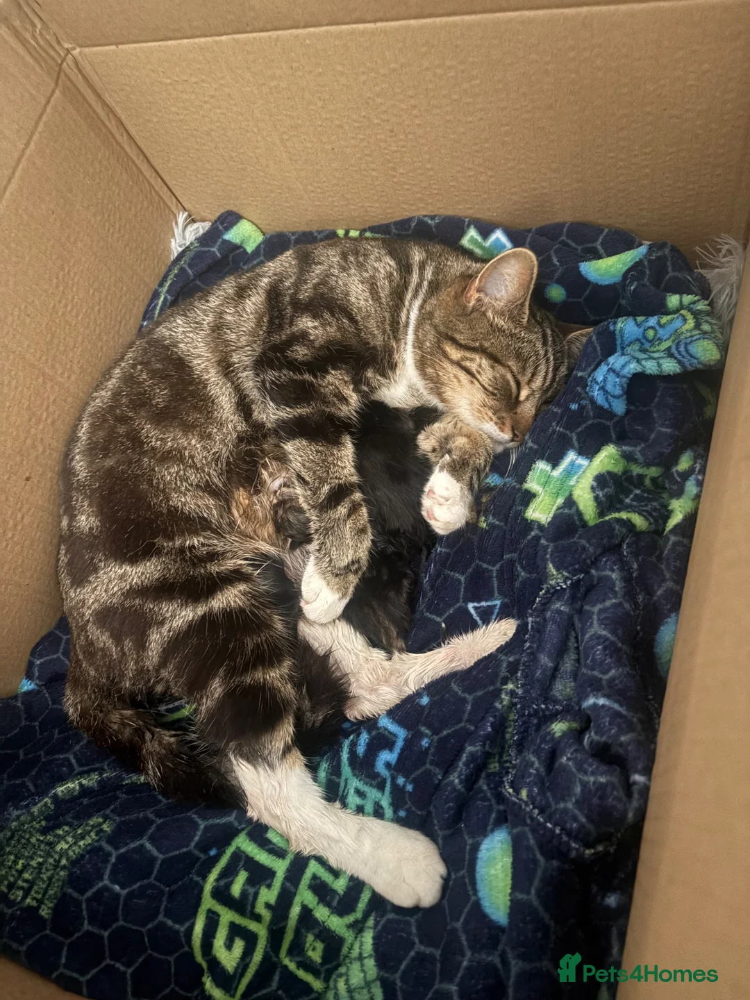 Mixed Breed cats for sale: Kittens for sale  - Advert 1