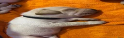 Labrador Retriever dogs for sale: Gorgeous litter of 6 Labrador puppies in Paisley - Advert 13