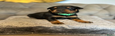 Rottweiler Puppy 1