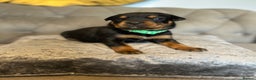 Rottweiler dogs for sale: Ready in 2 weeks bunch of 12 rotwellier puppies  - Advert 4