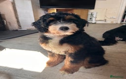 Bernedoodle dogs for sale: Curtabemdoodles Bernedoodles  - Image 33