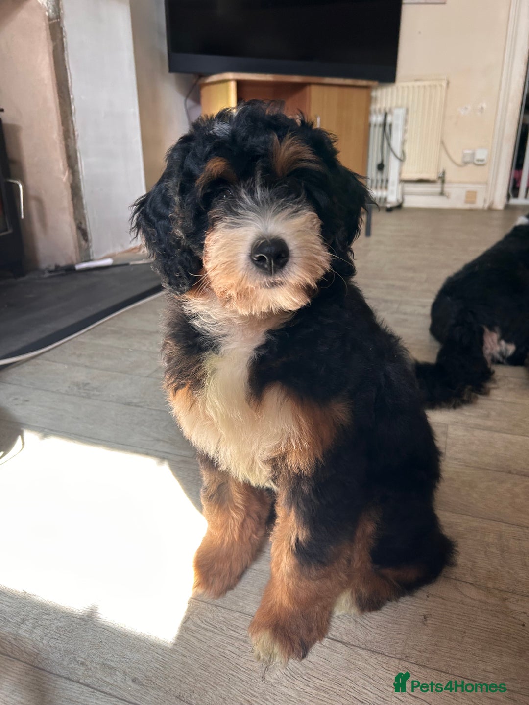 Bernedoodle dogs for sale: Curtabemdoodles Bernedoodles  - Image 33