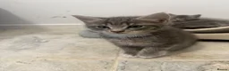 European cats for sale: Kitens - Advert 7