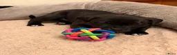 Staffordshire Bull Terrier dogs for sale: Chunky KC Registered Staffordshire Puppies - Advert 18
