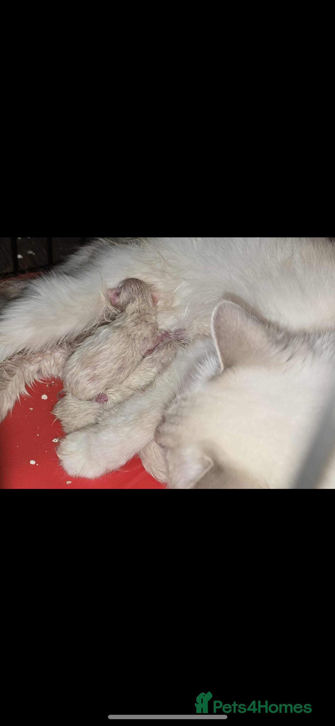 Ragdoll cats for sale: 2 female lilac ragdoll kittens 10 weeks old  - Advert 3