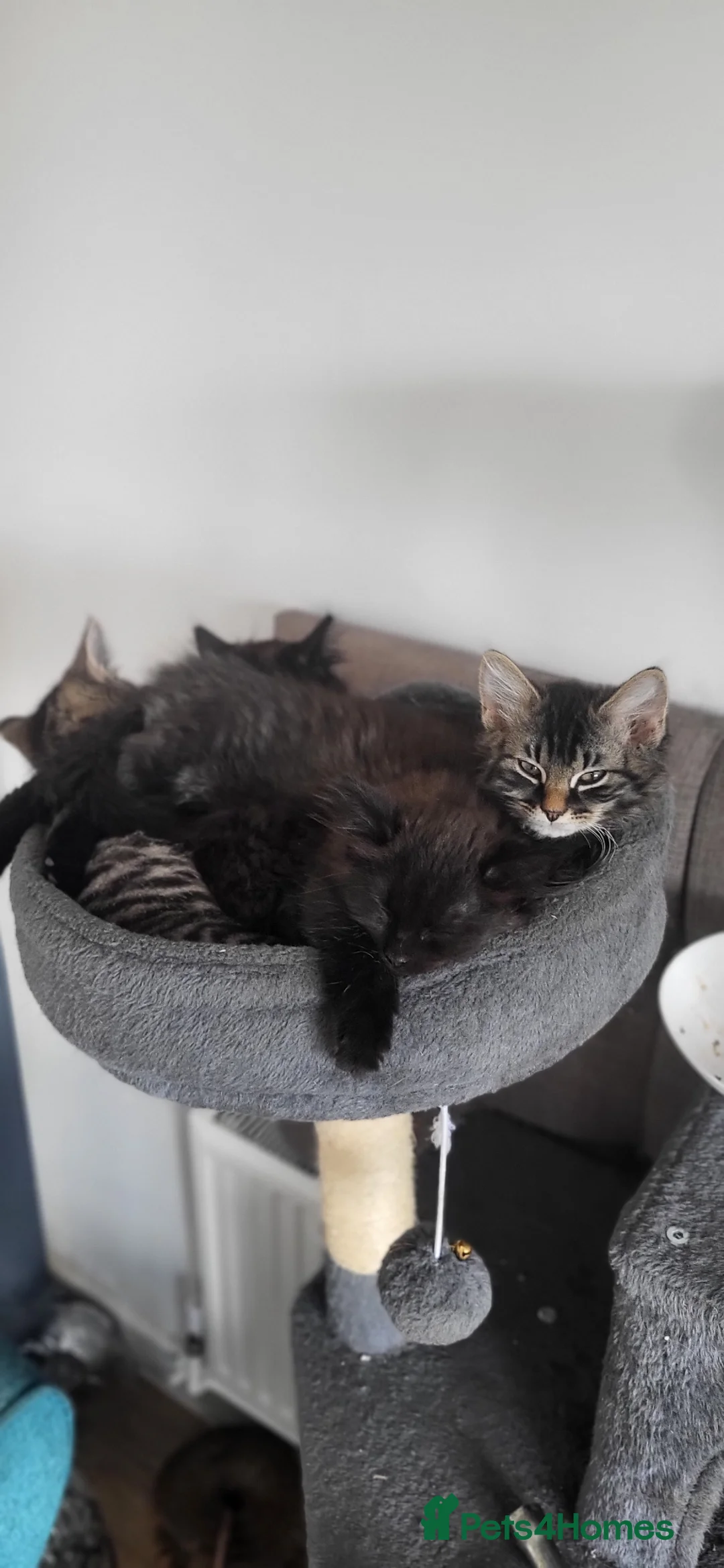 Mixed Breed cats for sale: Fluffy mixed kittens - Advert 2