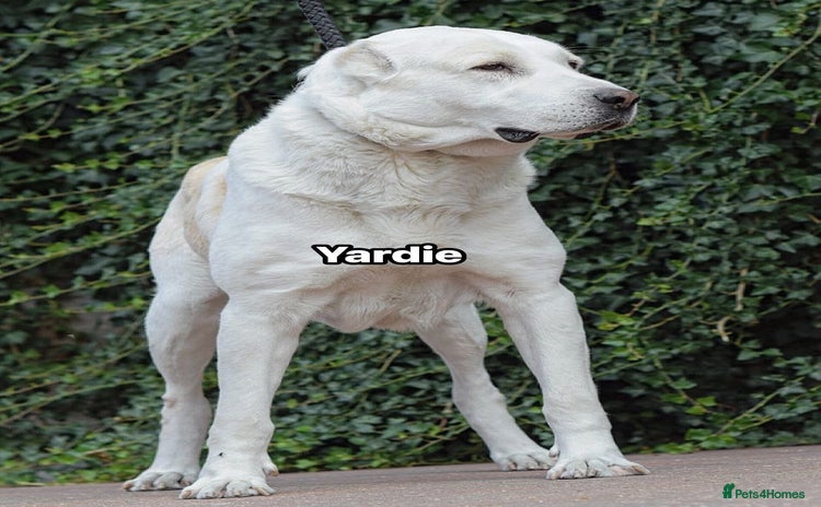 Central Asian Shepherd dogs - Advert 1