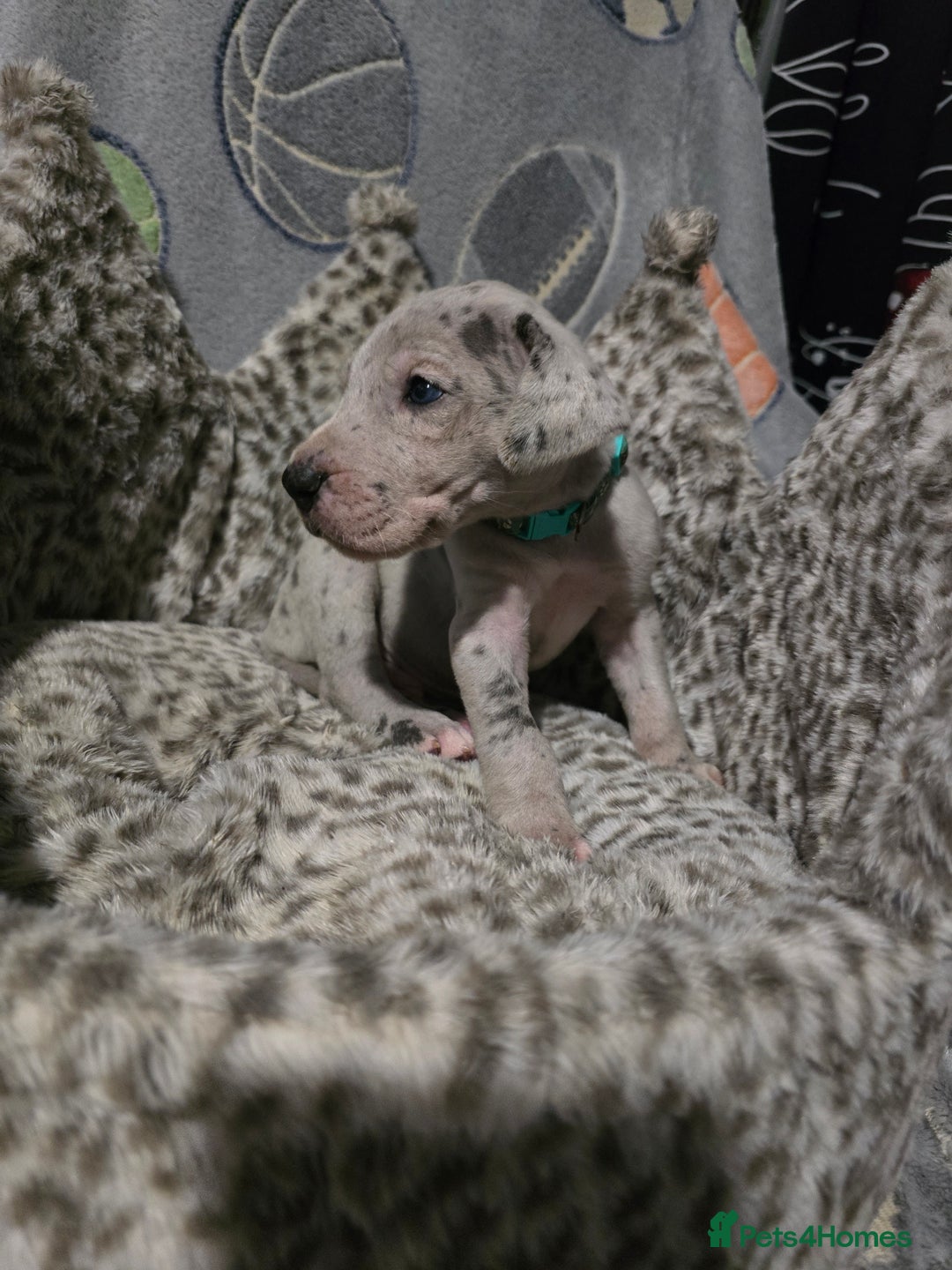 Great Dane dogs for sale: Beautiful great danes - Advert 5