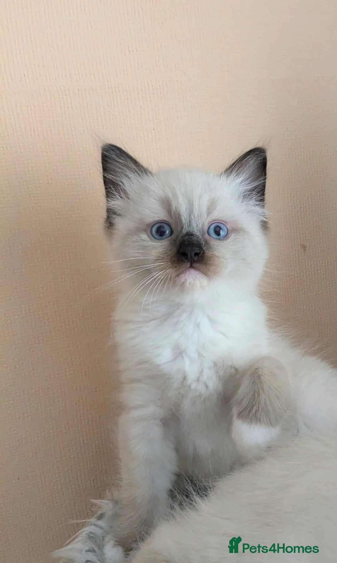 Ragdoll cats for sale: Our adorable- Sepia,Mitted,Seal colorpoint - Advert 2