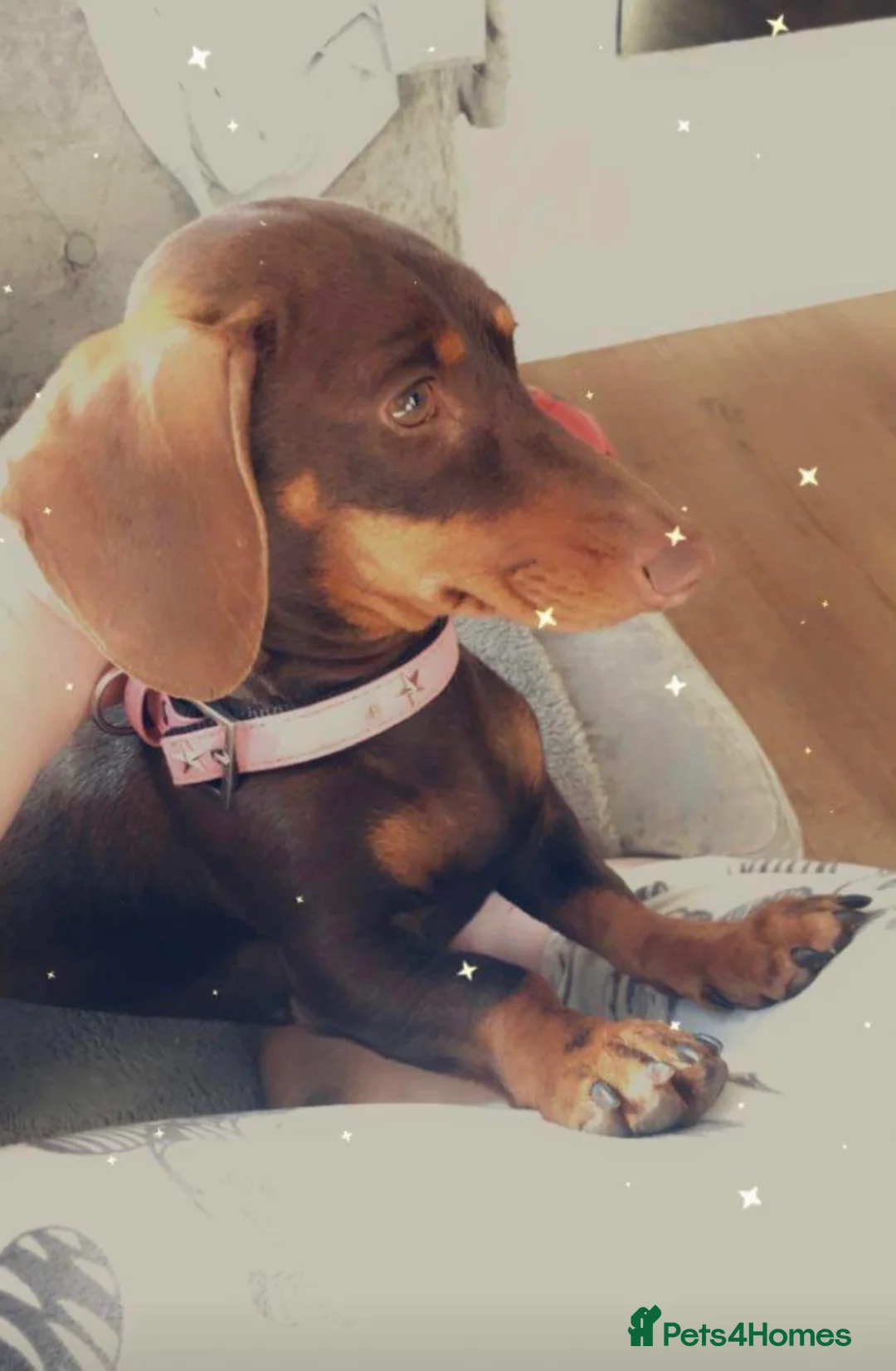 Dachshund dogs for sale: Beautiful dachshunds!  - Advert 1