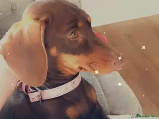 Dachshund dogs Beautiful dachshunds! - Advert 3