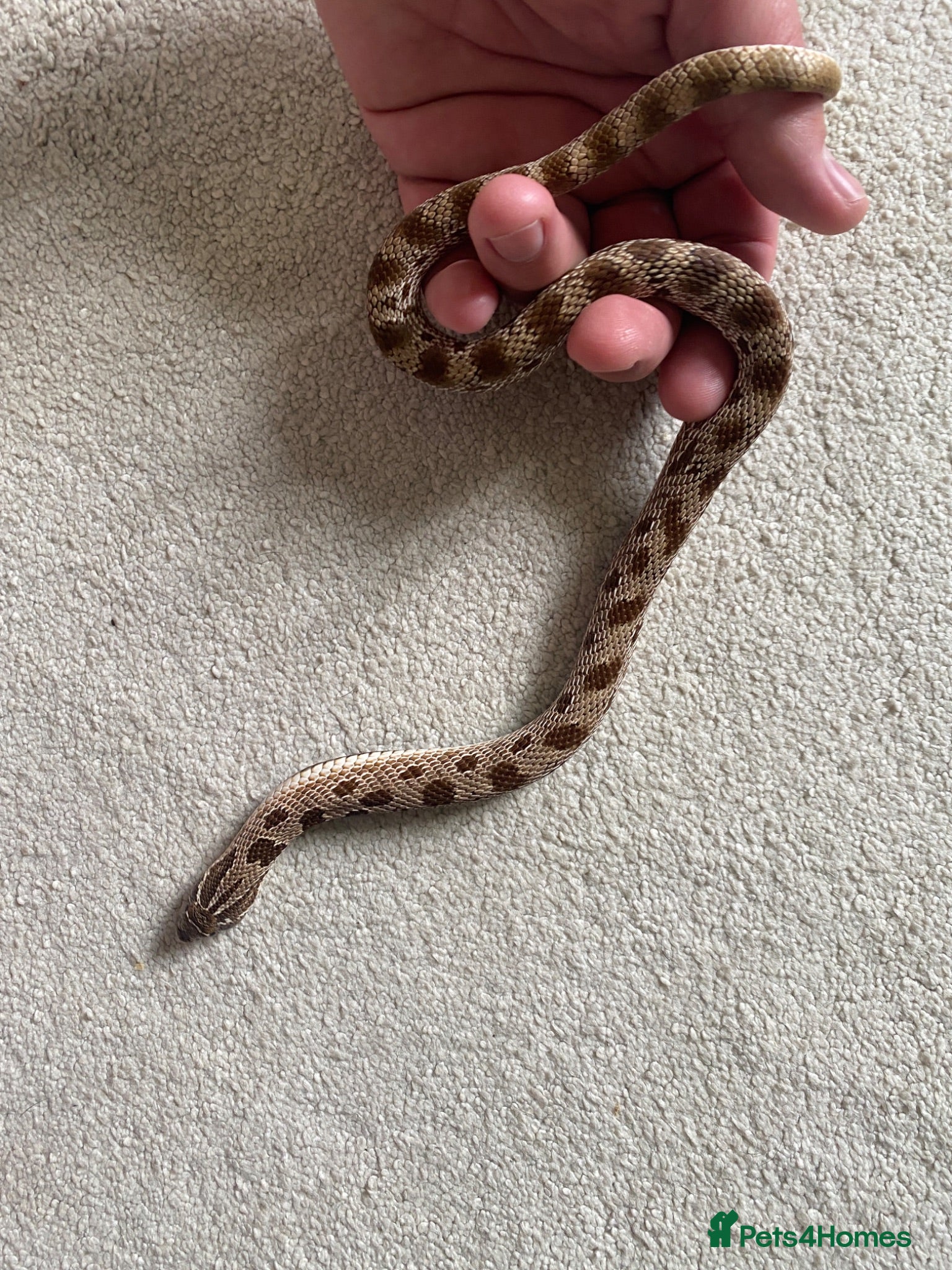 Mixed Breed reptiles Male Conda hognose - Advert 1