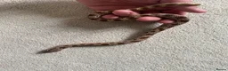 Mixed Breed reptiles for sale: Male Conda hognose - Advert 1