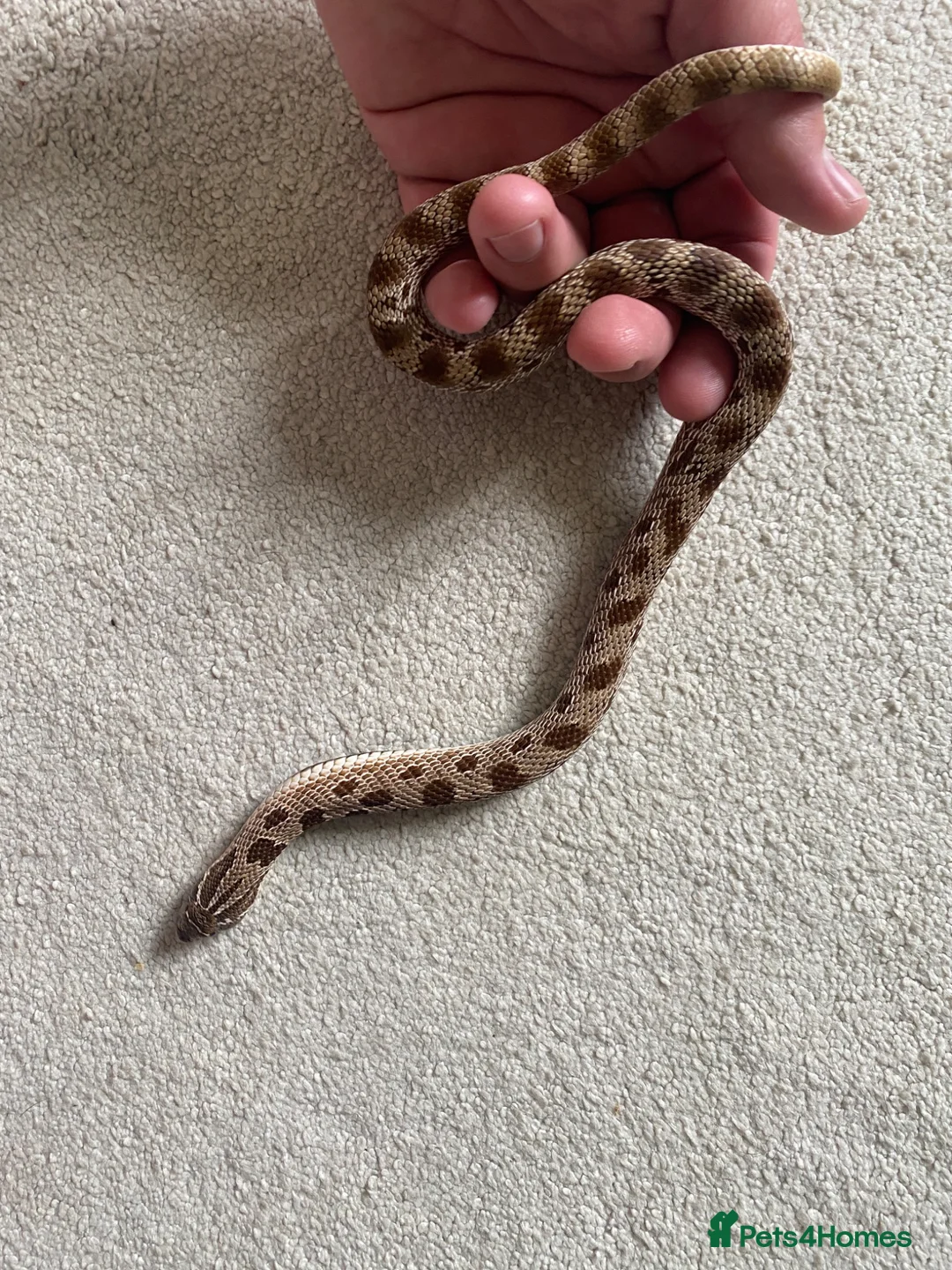 Mixed Breed reptiles for sale: Male Conda hognose - Advert 1