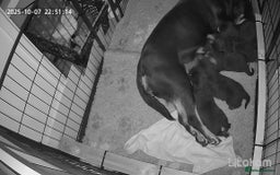 Rottweiler dogs for sale: Kc rottweiler puppies  - Image 10