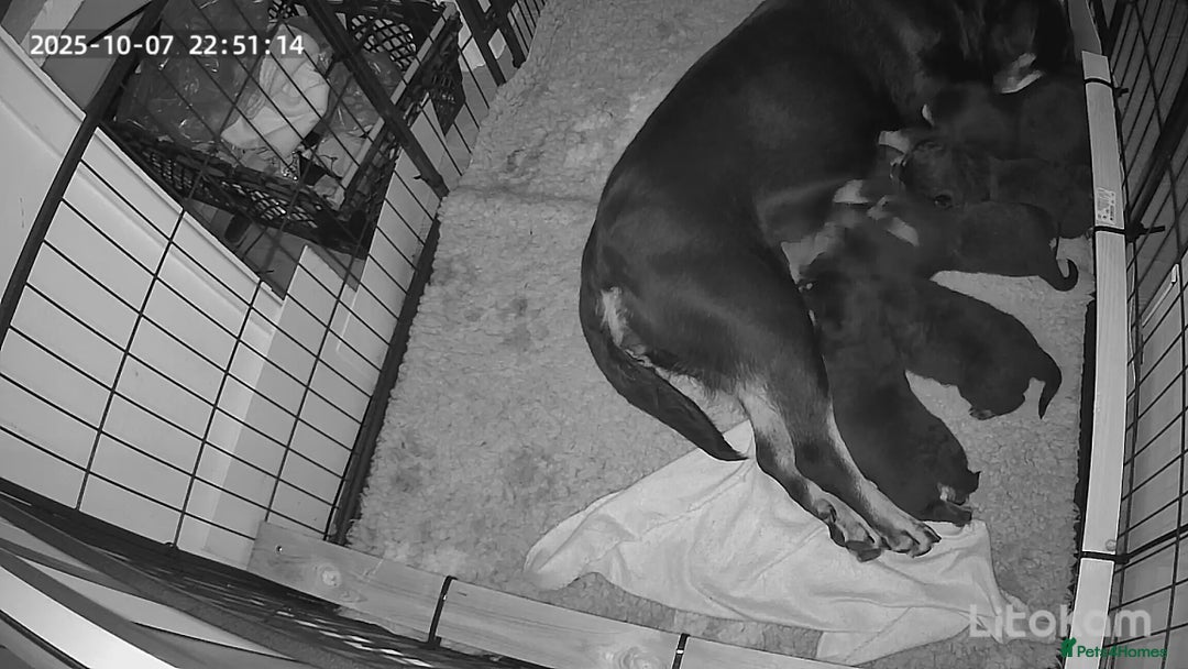 Rottweiler dogs for sale: Kc rottweiler puppies  - Image 10