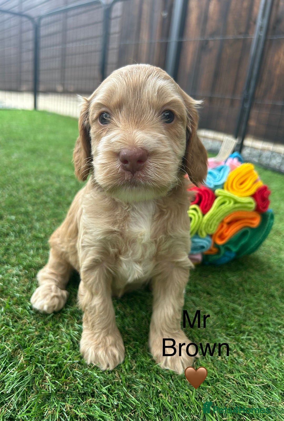 Cockapoo dogs for sale: F1 COCKAPOO PUPPIES 5🌟 LICENSED BREEDER  - Image 5