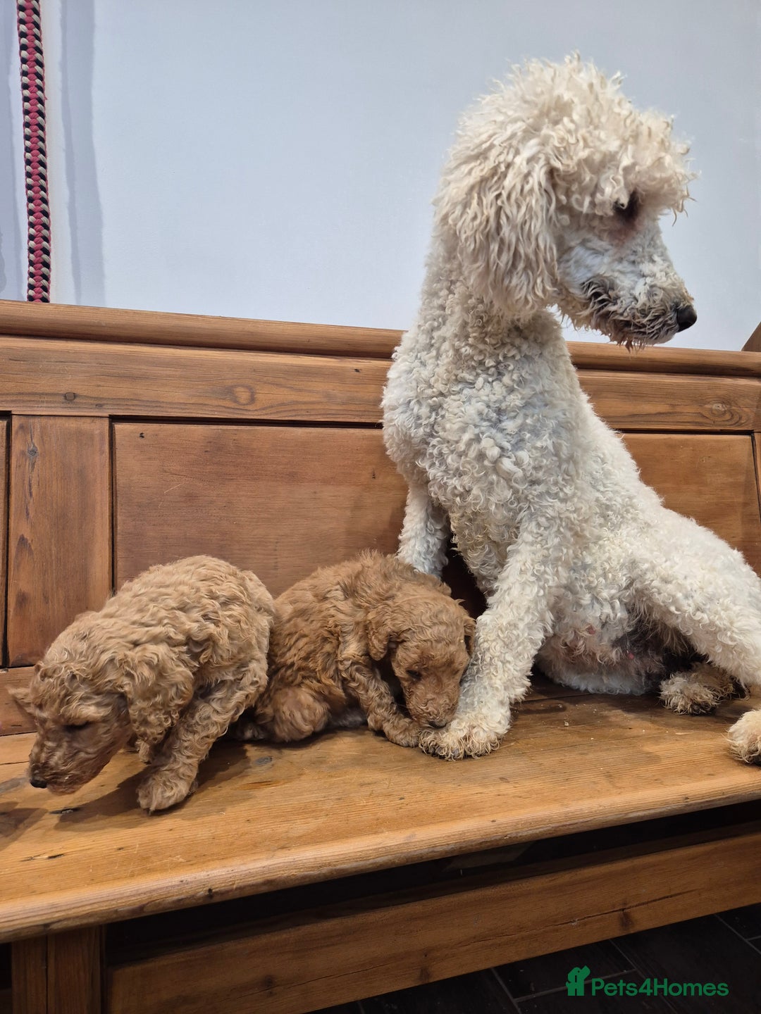 Standard Poodle dogs for sale: Standard Poodle  - Advert 7