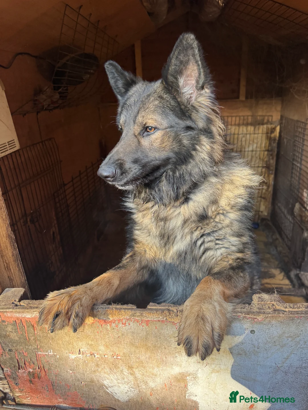 German Shepherd dogs for sale: Gorgeous German Shepherd boy  - Advert 2