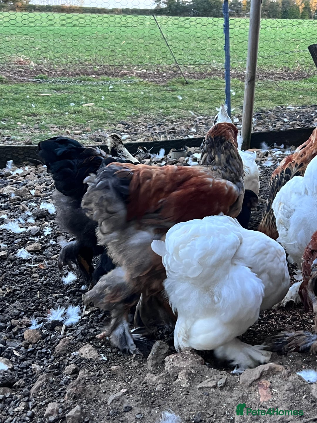 Hens poultry for sale: Rare Buff Brahma Boys-calm and stunning - Image 8