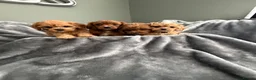 Cavapoo dogs for sale: EXCEPTIONAL EXTENSIVELY HEALTH TESTED CAVAPOO PUPS - Advert 9