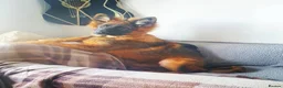 German Shepherd dogs for sale: Male German Shepherd - Reluctant Rehoming in Bristol - Advert 9