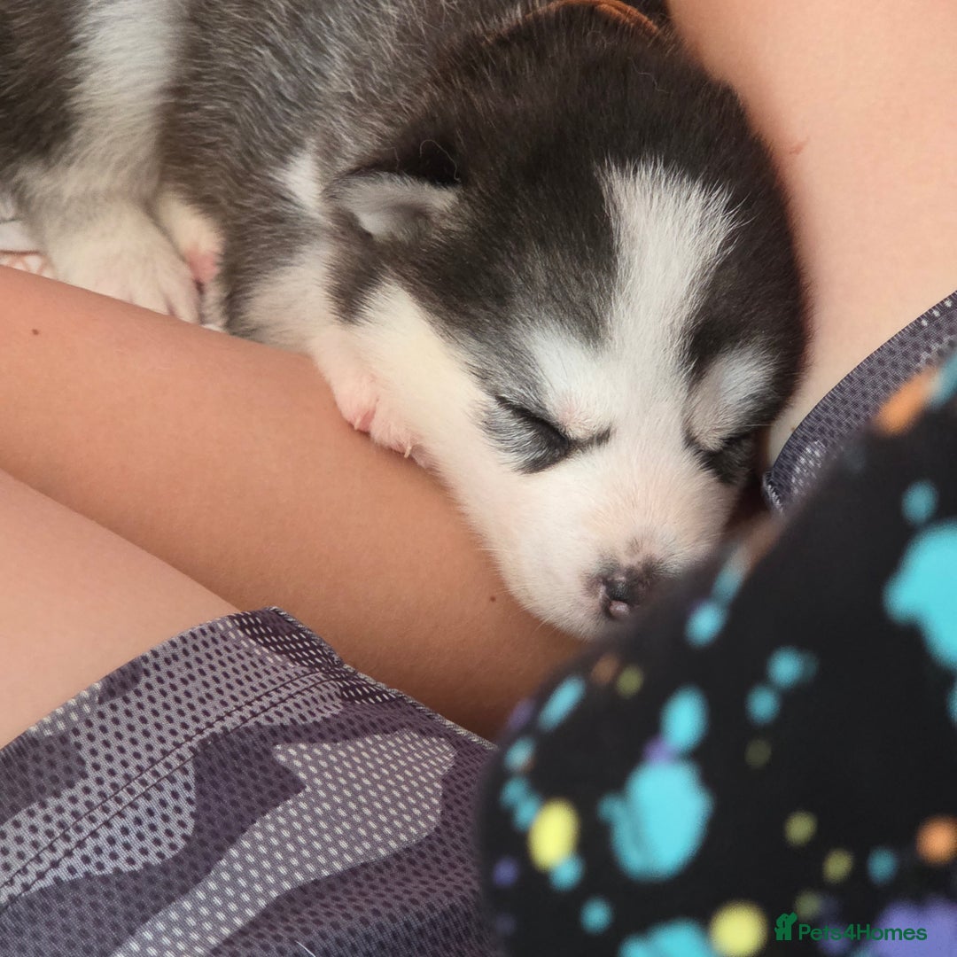 Pomsky dogs for sale: Perfect medium size Pomsky - Image 16
