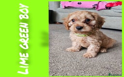 Cavapoo dogs for sale: Beautiful cavapoo litter - Image 10