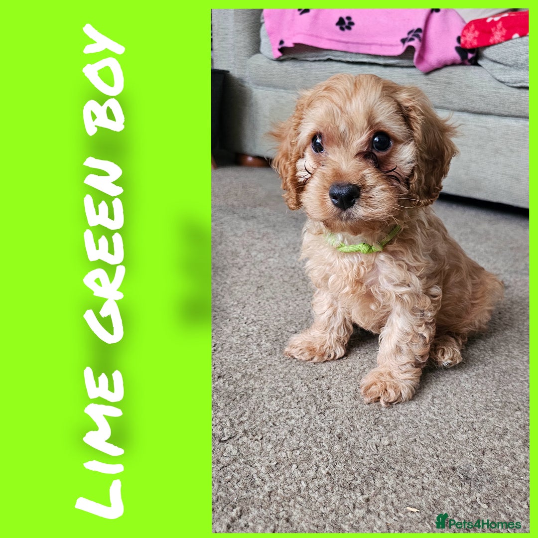 Cavapoo dogs for sale: Beautiful cavapoo litter - Image 10