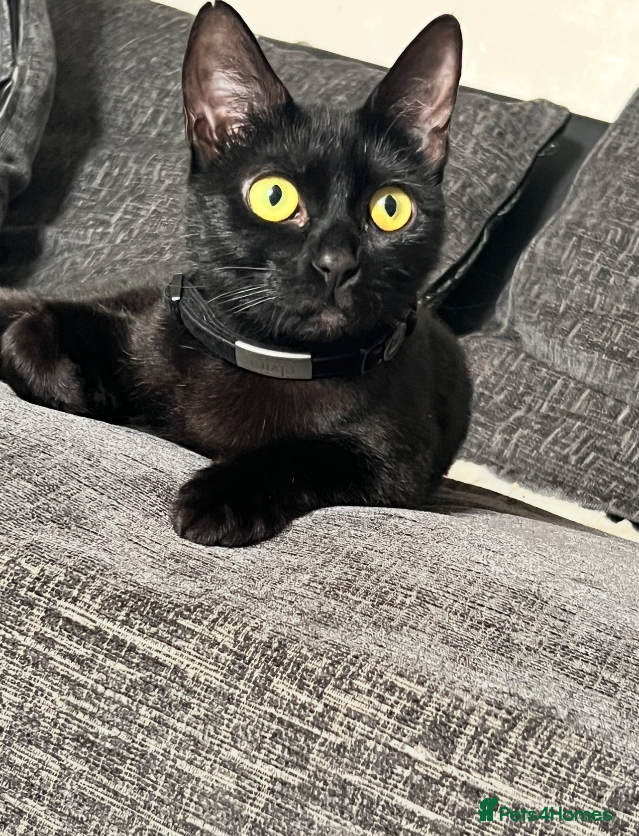 Mixed Breed cats for sale: She is mixed sphynx.  - Advert 2