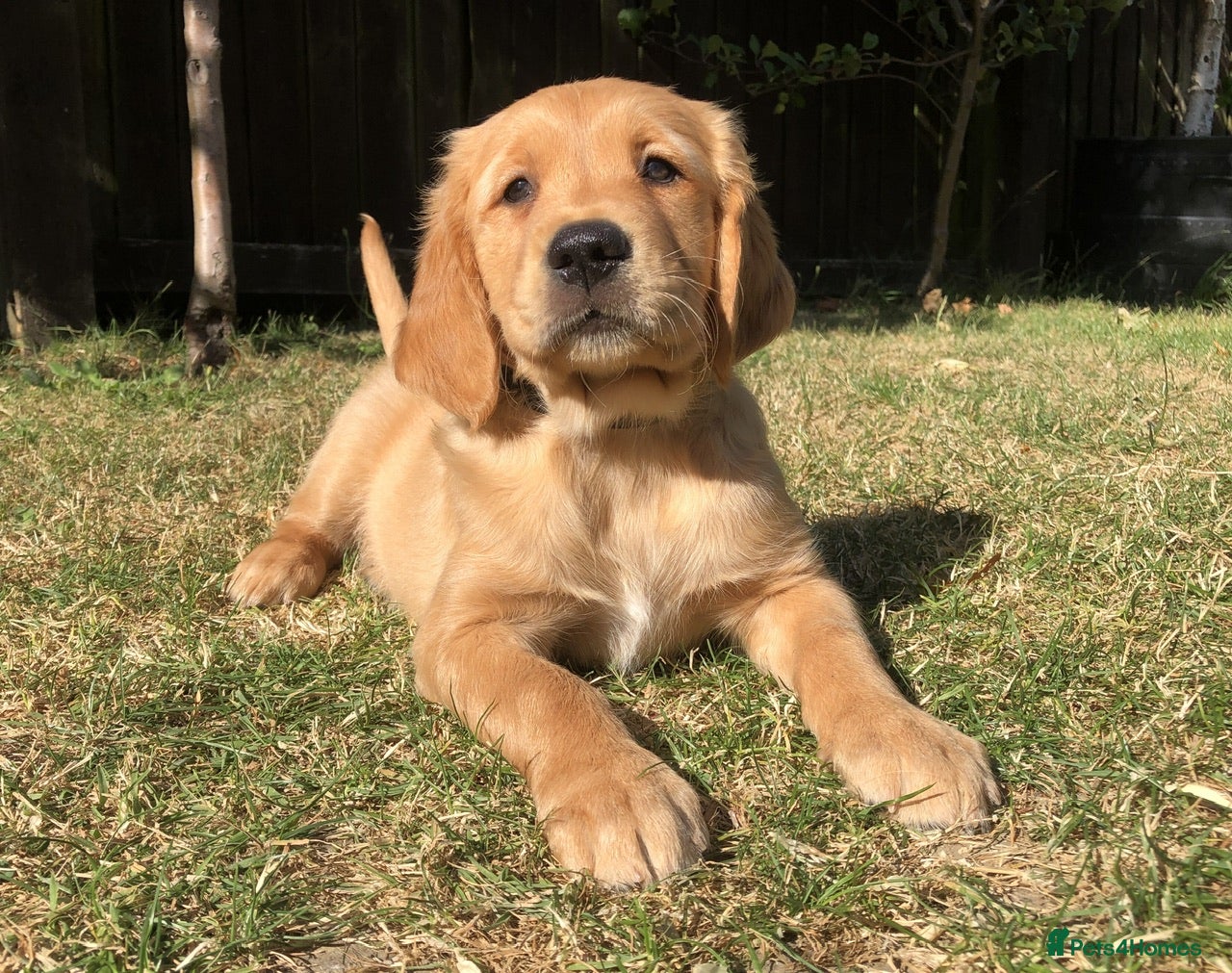 Golden Retriever dogs KC Dark Red Golden Retrievers 100% DNA Health Test - Advert 2
