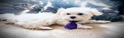 Maltese dogs for sale: 🌟  KC Registered Maltese Puppies Ready 🌟 - Advert 15