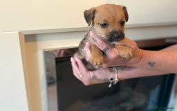 Jack Russell dogs for sale: Jack Russell puppies - Image 3