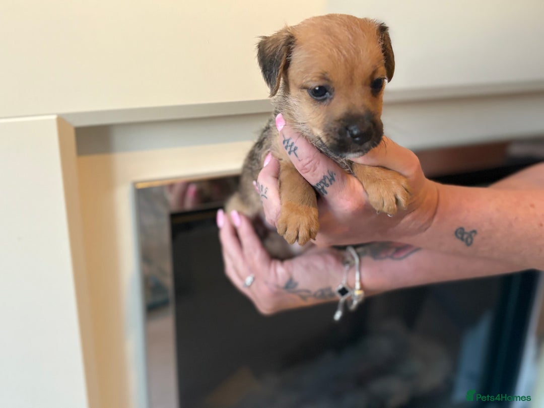 Jack Russell dogs for sale: Jack Russell puppies - Image 3