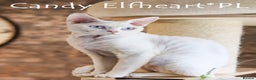 Devon Rex cats for stud: Stunning white boy with blue eyes for stud in Whitchurch - Advert 13