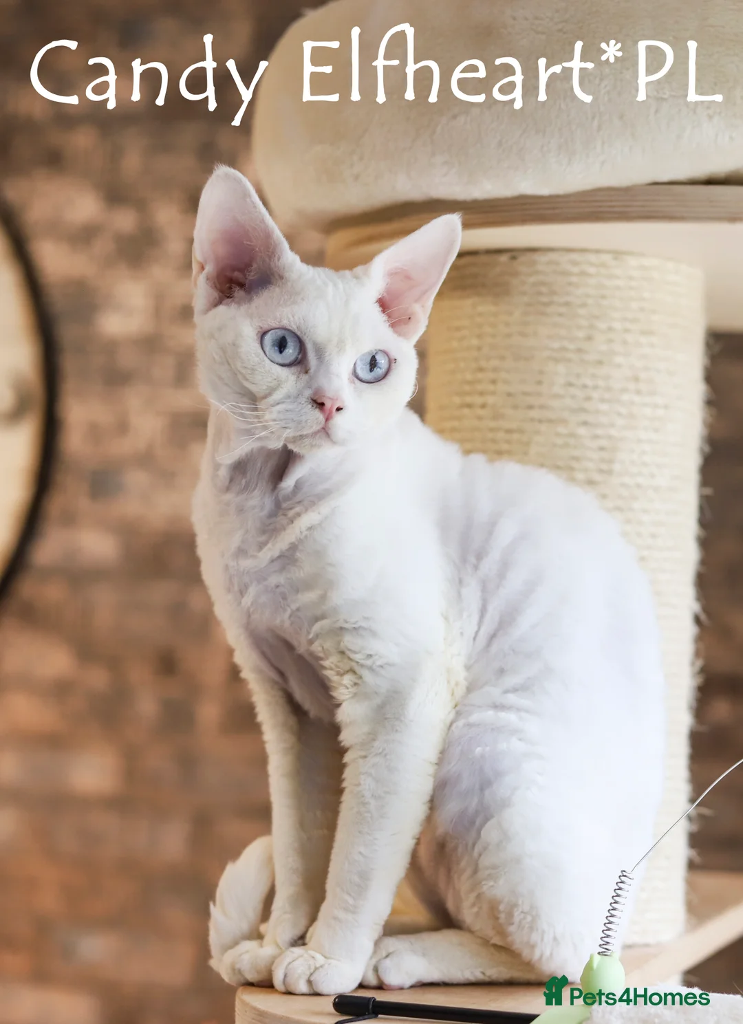 Devon Rex cats for stud: Stunning white boy with blue eyes for stud in Whitchurch - Advert 13