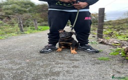 German Shepherd dogs for sale: 3 month old female German Shepherd - Image 3