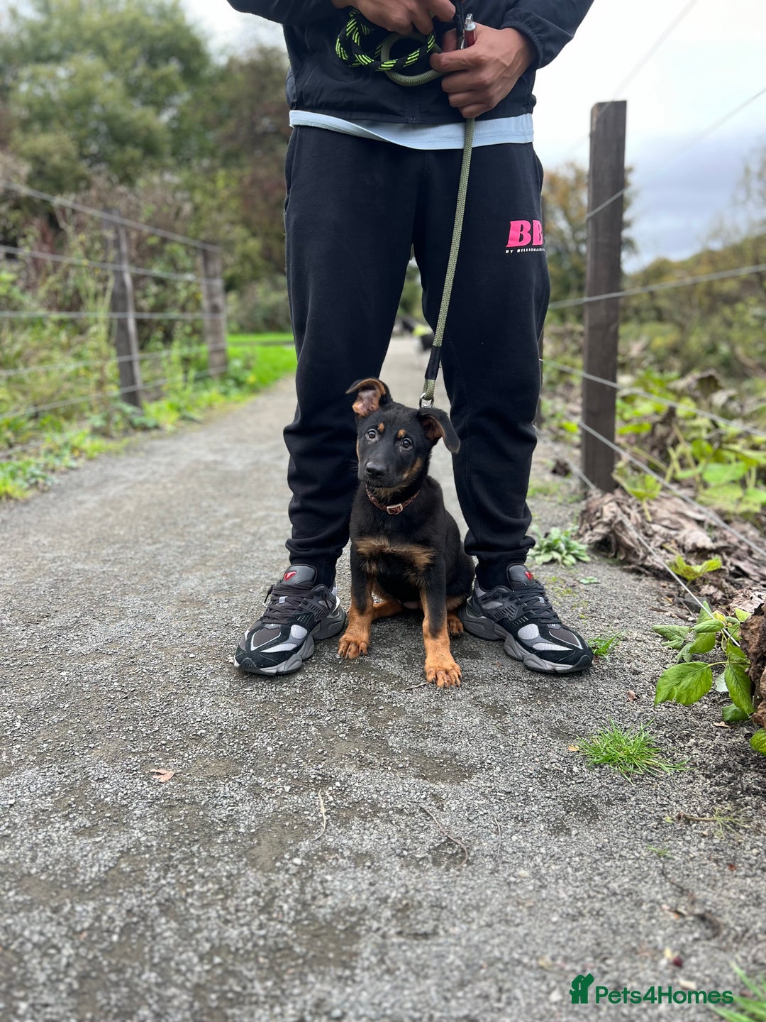German Shepherd dogs for sale: 3 month old female German Shepherd - Image 3