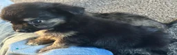 Chihuahua dogs for sale: Long hair stunning chihuahuas pedigree  in Worcester - Advert 11