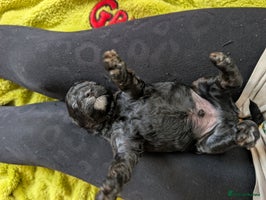 Maltipoo dogs - Advert 8