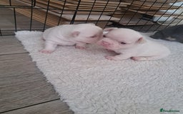 French Bulldog dogs for sale: French fancies puppies  - Image 4