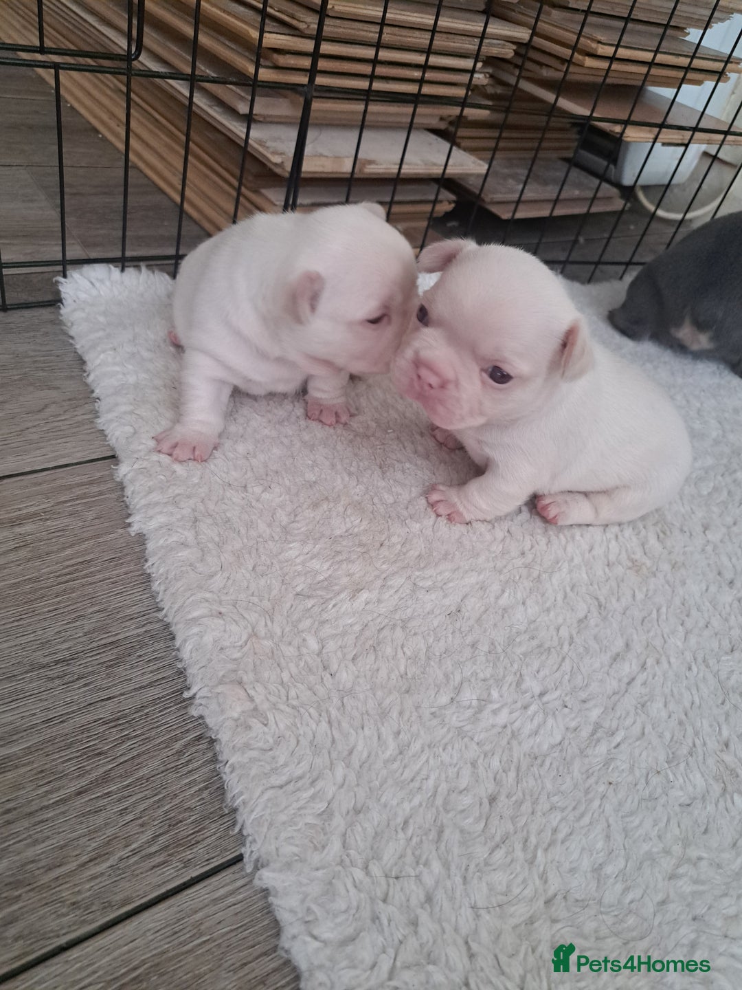 French Bulldog dogs for sale: French fancies puppies  - Image 4