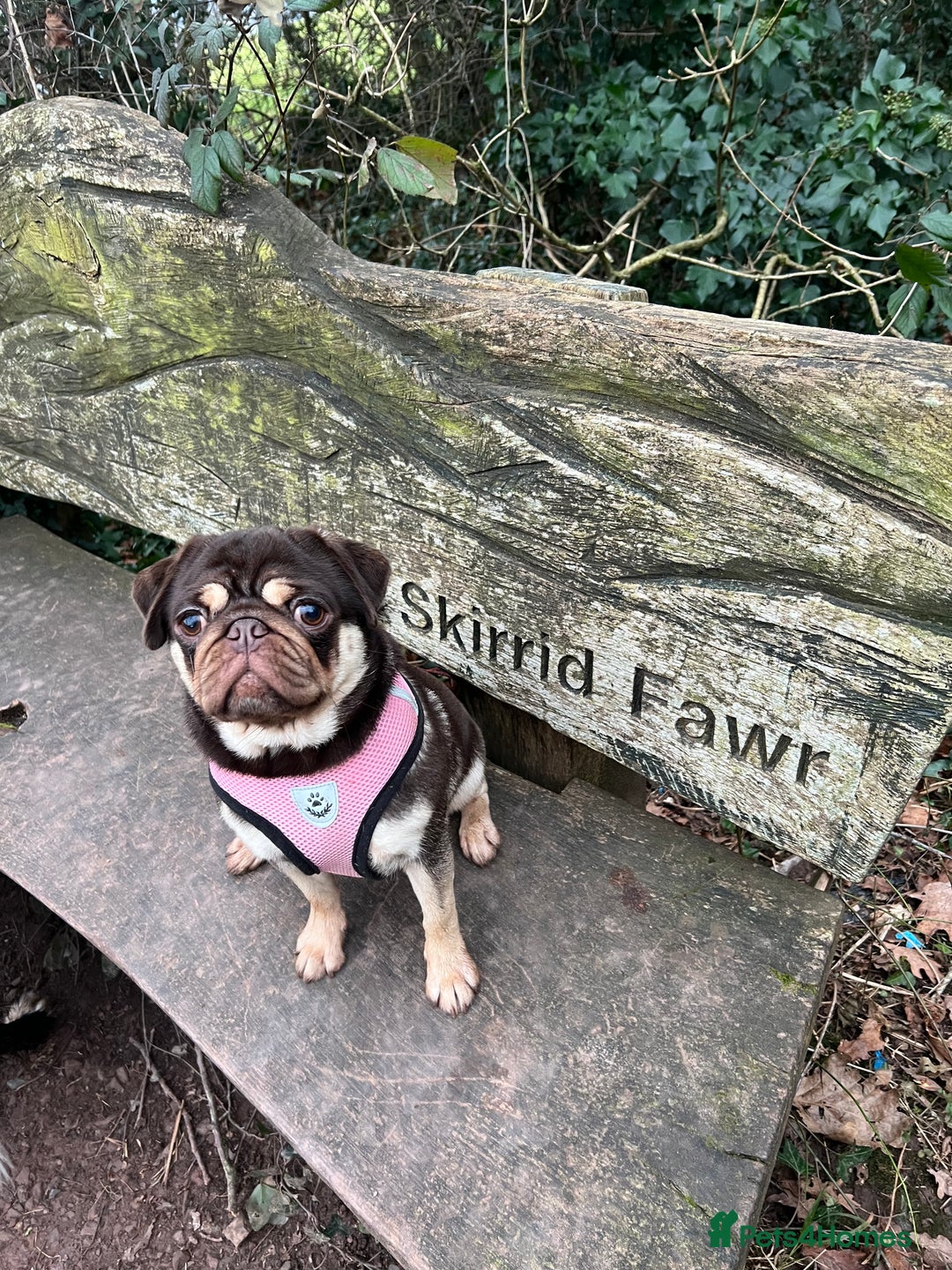 Pug dogs for sale: Kc reg 3 year old chocolate pug  - Advert 1