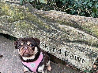 Pug dogs Kc reg 3 year old chocolate pug - Advert 1