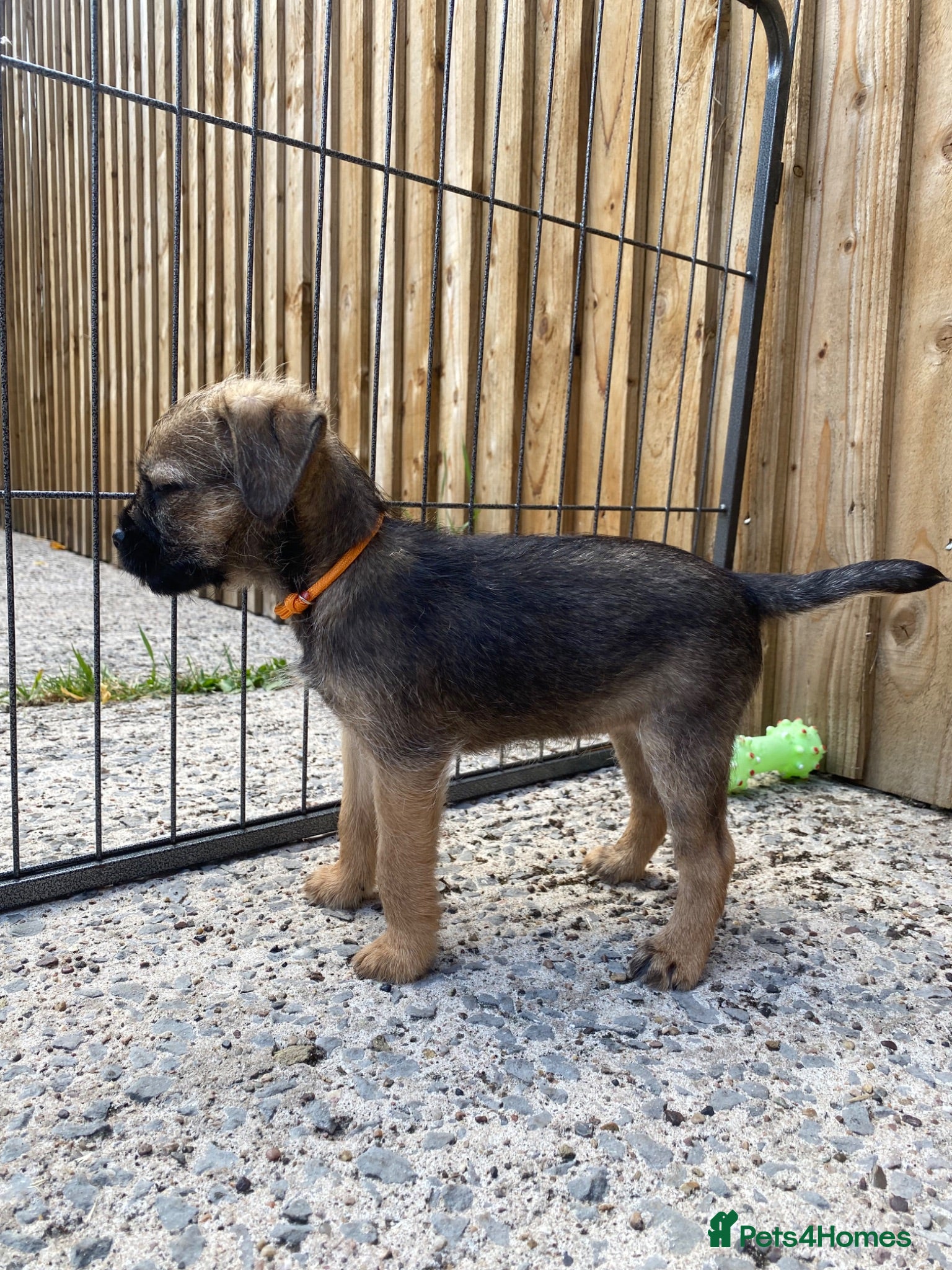 Border Terrier dogs ⭐️ KC BORDER TERRIERS, READY TO LEAVE NOW - Advert 13