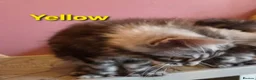 Maine Coon cats for sale: Mainecoon tica reg polydactyl kittens - Advert 5