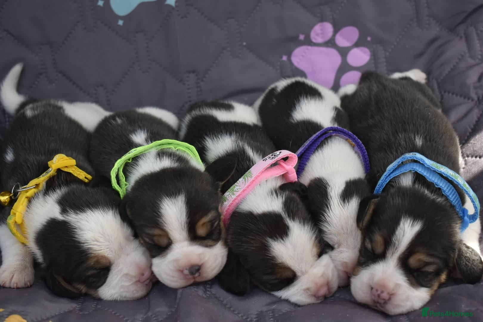 Beagle dogs Beautiful beagle puppies  - Advert 7