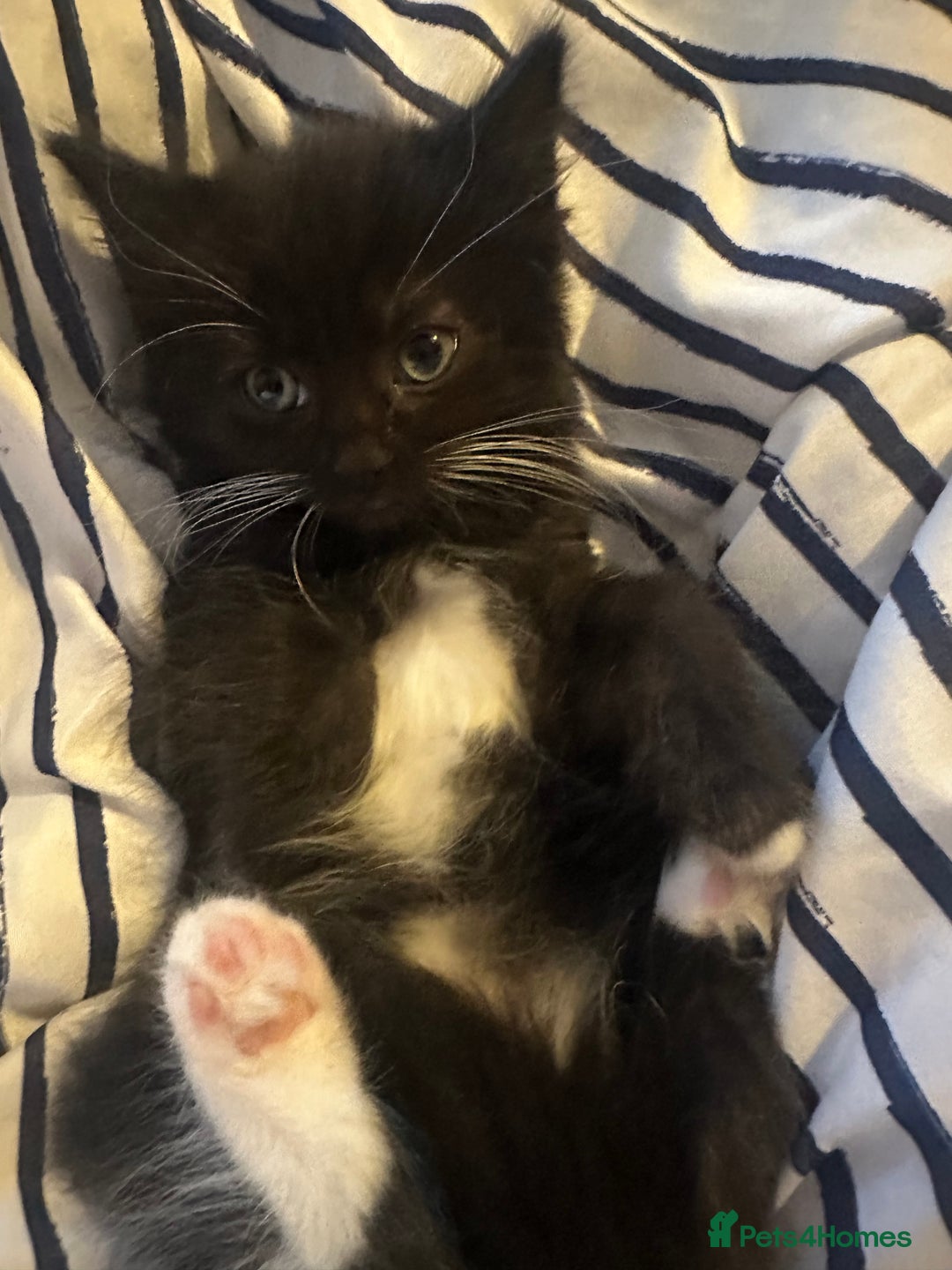 Ragcoon cats for sale: Ragdoll cross - Advert 5