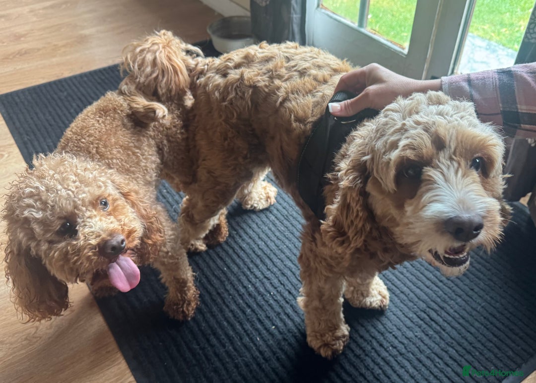 Cavapoo dogs for sale: Expecting a litter-health tested F1b Cavapoo pups - Image 3